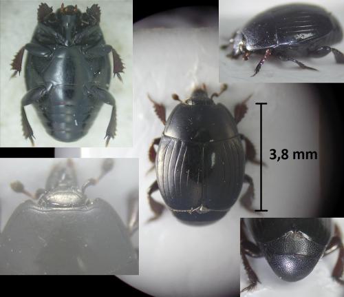Margarinotus purpurascens